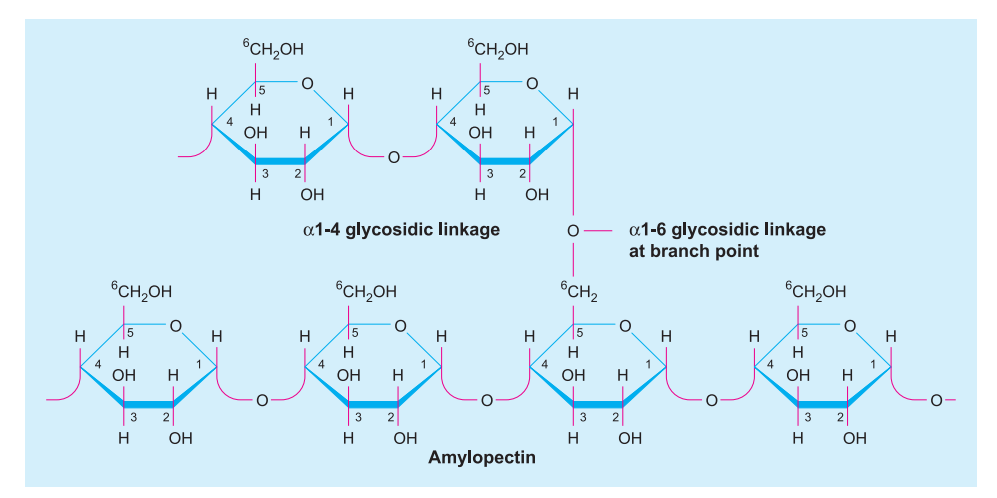 amylopectin