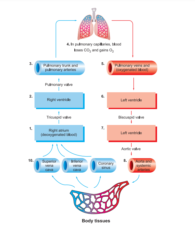 body-tissues