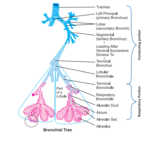 bronchi-and-bronchioles