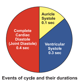 cardiac-cycle