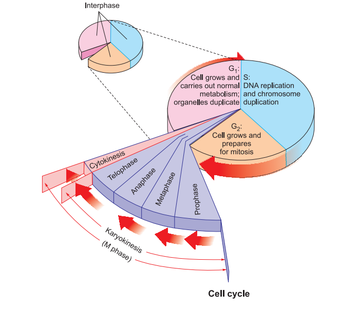 cell-cycle