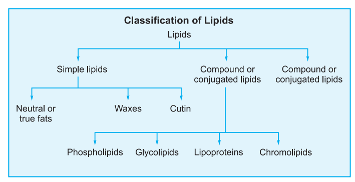 classification of lipids