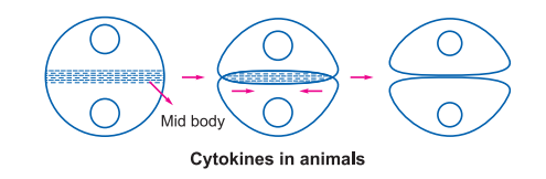 cytokinesis-in-animals