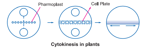 cytokinesis-in-plants