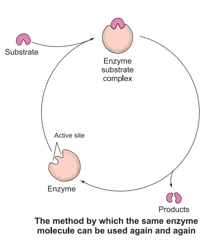 enzymes