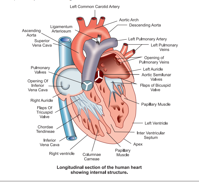 heart-diagram