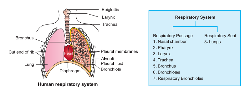 human-respiratory-system