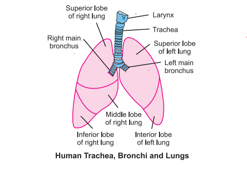 lungs