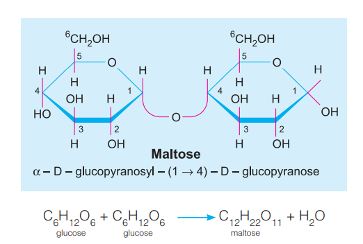 maltose