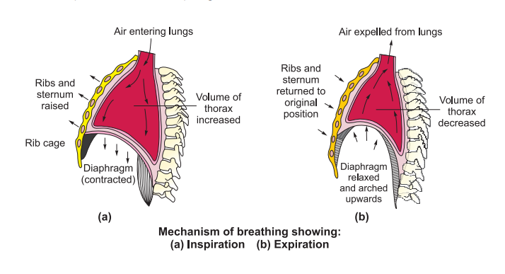 mechanism-of-breathing