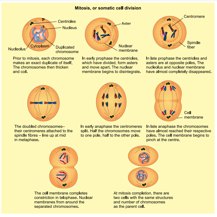 mitosis