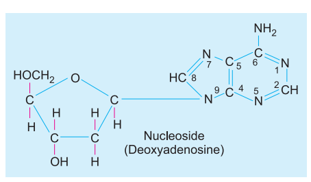 nucleoside