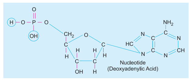 nucleotide