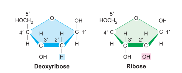 pentose-sugar