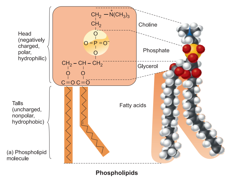 phospholipids