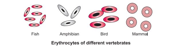 red-blood-corpuscles