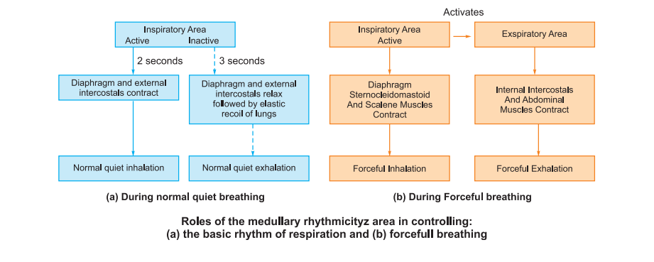 regulation-of-breathing