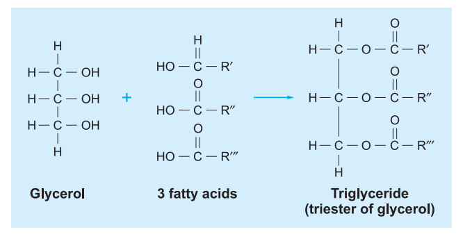 simple_lipids