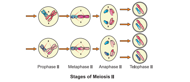 stage-of-meiosis