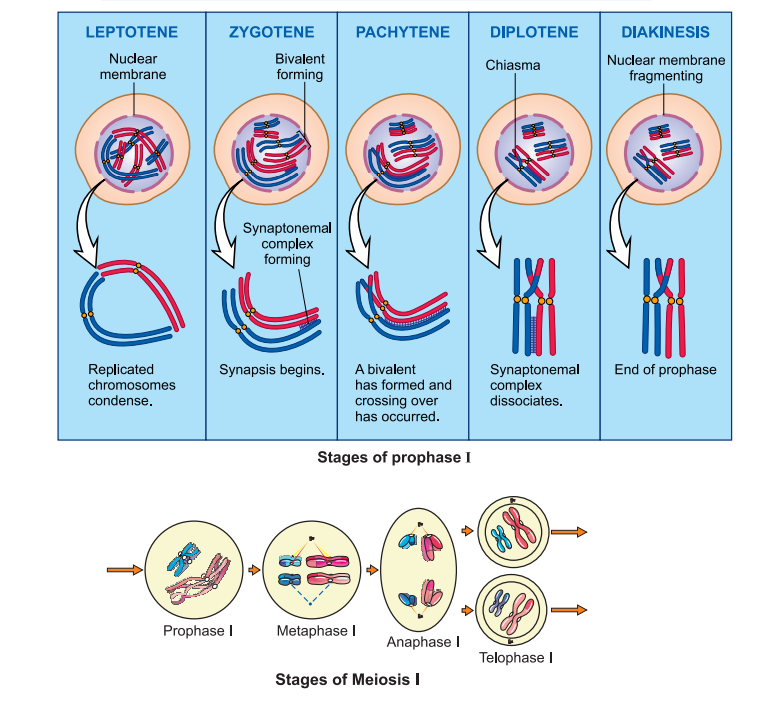 stage-of-prophase