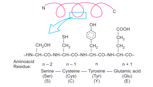 structure of protein