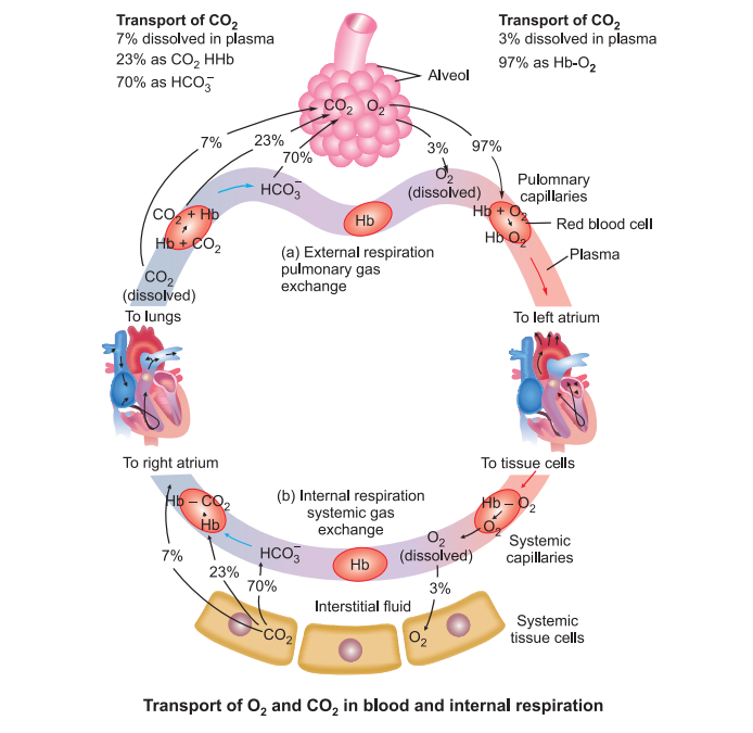 transport-of-o2-and-co2-in-blood