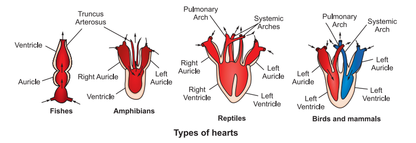 types-of-heart