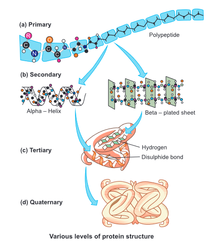 various levels of protein structure 